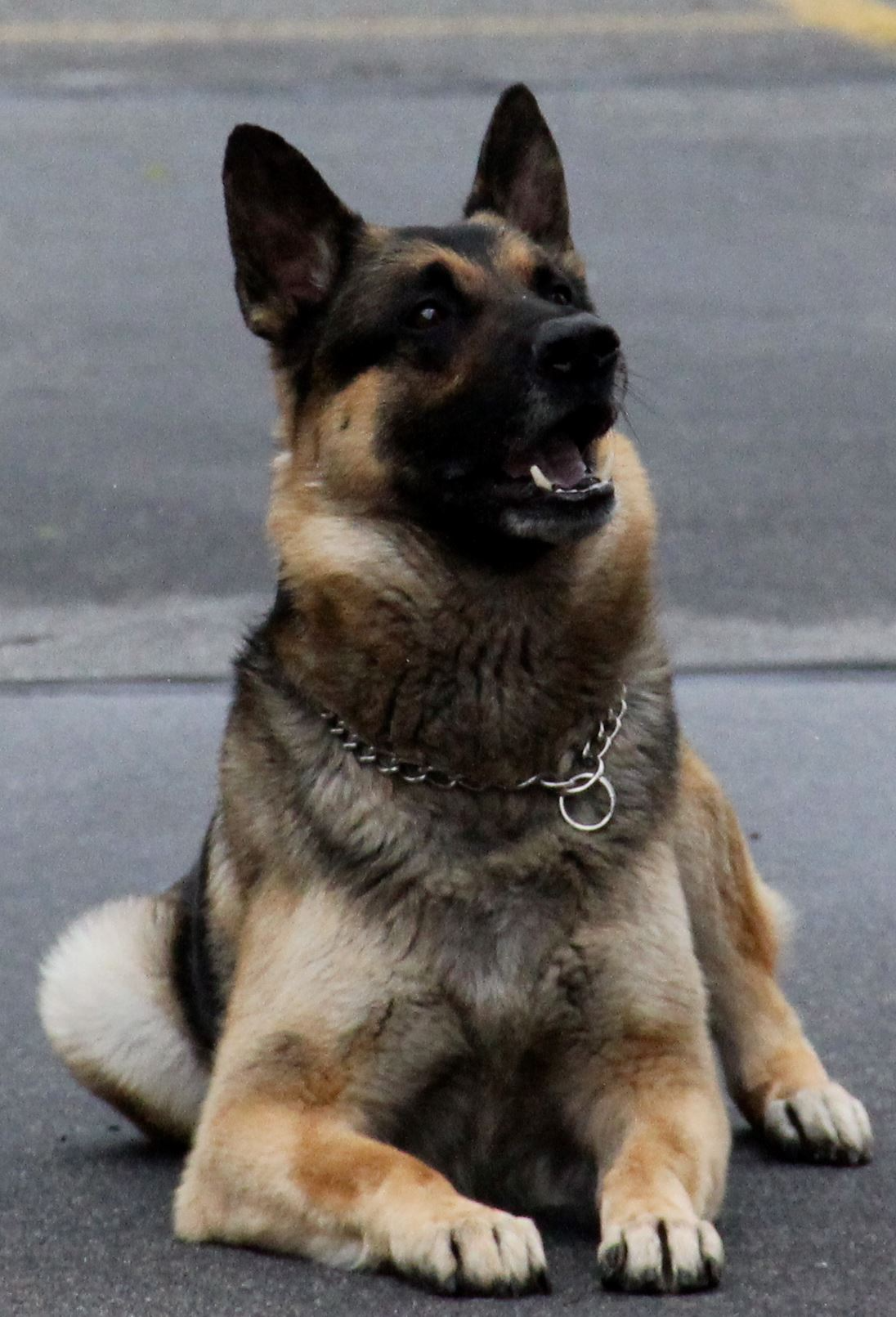 Chaos, Kaysville City K9