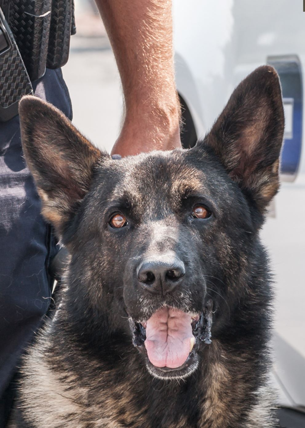 Rex II, Kaysville City K9