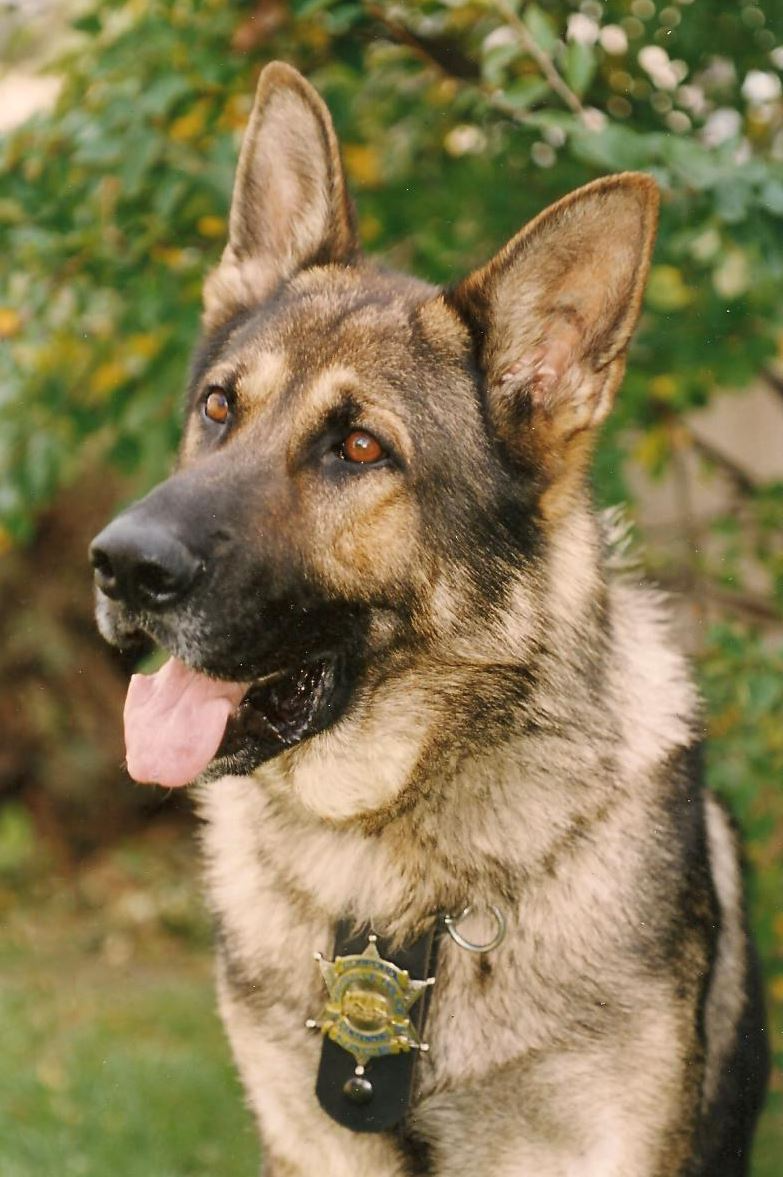 Nanto, Kaysville City K9