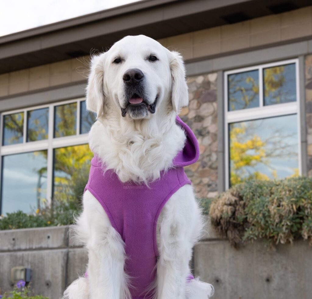 Walter, the Therapy Dog with the Kaysville Police Department