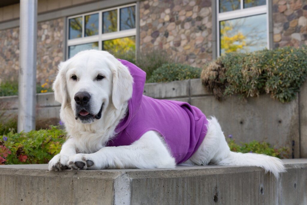 Walter, the Therapy Dog with the Kaysville Police Department
